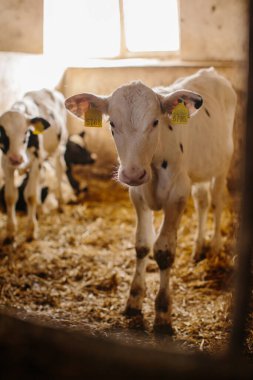 Süt çiftliğinde haftalık genç buzağılar.