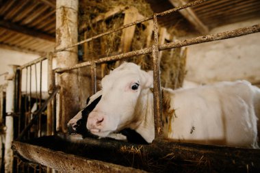 Süt çiftliğindeki bir ahırda küçük şirin buzağılar, özel dengeli yem yiyorlar..