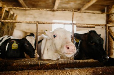 Süt çiftliğindeki bir ahırda küçük şirin buzağılar, özel dengeli yem yiyorlar..