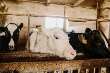 Süt çiftliğindeki bir ahırda küçük şirin buzağılar, özel dengeli yem yiyorlar..