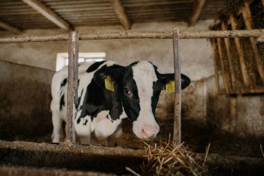 Çiftlikteki bir ahırda duran küçük bir buzağı saman yiyor..