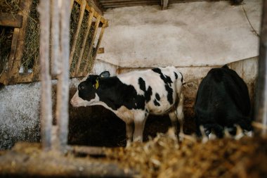 Çiftlikteki bir ahırda duran küçük bir buzağı saman yiyor..