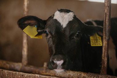 Süt ürünlerinde haftalık yavrular