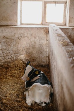 Küçük bir buzağı samanlıkta yatıyor.