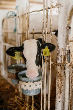 Buzağıdaki bir buzağı, bir mandıra çiftliğinin etrafını gözetliyor. Süt üretimi, tarım.