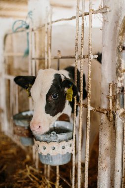 Buzağıdaki bir buzağı, bir mandıra çiftliğinin etrafını gözetliyor. Süt üretimi, tarım.