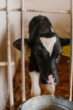 Buzağıdaki bir buzağı, bir mandıra çiftliğinin etrafını gözetliyor. Süt üretimi, tarım.