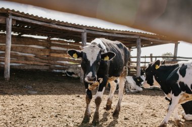 Ağıldaki genç boğalar. Tarım alanında hayvan yetiştiriciliği. Kalemdeki inekler