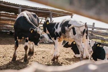 Ağıldaki genç boğalar. Tarım alanında hayvan yetiştiriciliği. Kalemdeki inekler
