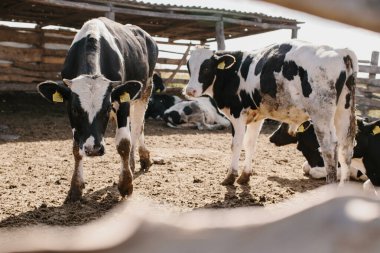 Ağıldaki genç boğalar. Tarım alanında hayvan yetiştiriciliği. Kalemdeki inekler