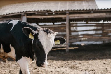 Çiftlikteki bir ağılda genç bir boğanın yakın çekimi. Tarım alanında hayvan yetiştiriciliği.