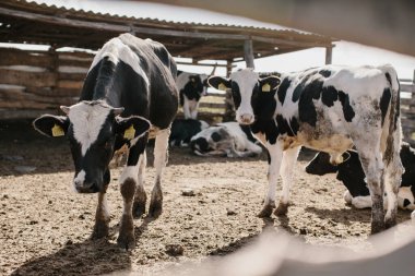 Ağıldaki genç boğalar. Tarım alanında hayvan yetiştiriciliği. Kalemdeki inekler