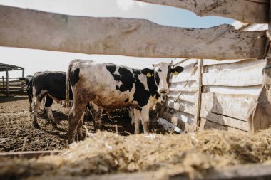 Ağıldaki genç boğalar. Tarım alanında hayvan yetiştiriciliği.