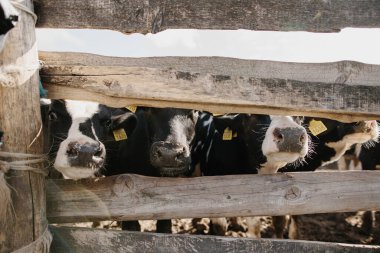 Ağıldaki genç boğalar. Tarım alanında hayvan yetiştiriciliği.