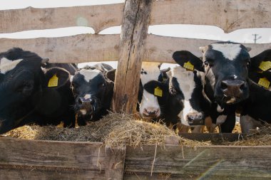 Ağıldaki genç boğalar. Tarım alanında hayvan yetiştiriciliği.