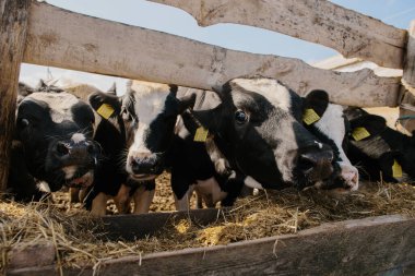 Ağıldaki genç boğalar. Tarım alanında hayvan yetiştiriciliği.