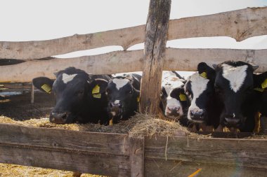 Ağıldaki genç boğalar. Tarım alanında hayvan yetiştiriciliği.