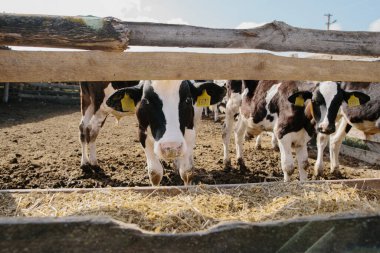 Çiftlikte genç boğa yavruları