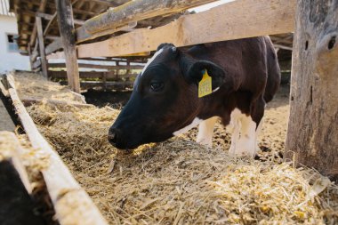 Çiftlikteki bir ağılda genç bir boğa..