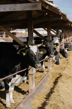 Tarım konsepti, sarı kulaklıklı boğalar açık bir ahırdaki bir çiftlikte.