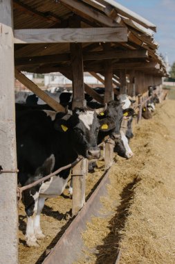 Tarım konsepti, sarı kulaklıklı boğalar açık bir ahırdaki bir çiftlikte.
