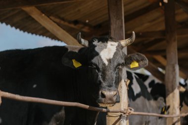 Tarım konsepti, sarı kulaklıklı boğalar açık bir ahırdaki bir çiftlikte.