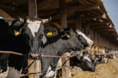 Tarım konsepti, sarı kulaklıklı boğalar açık bir ahırdaki bir çiftlikte.