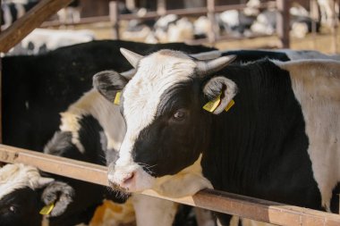 Çiftlikteki boğalar açık hava kabininde.