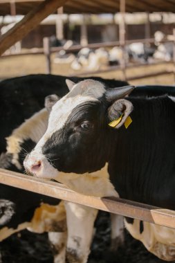Çiftlikteki boğalar açık hava kabininde.