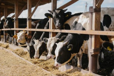 Tarım kavramı. Boğalar çiftlikte saman yerler..