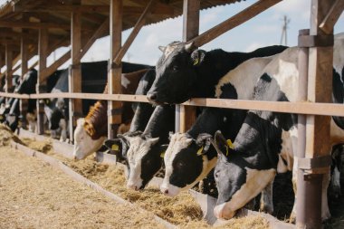 Tarım kavramı. Boğalar çiftlikte saman yerler..