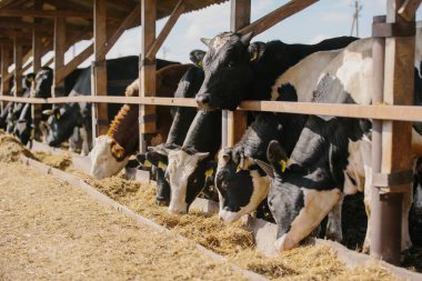 Tarım kavramı. Boğalar çiftlikte saman yerler..