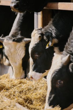 Tarım kavramı. Boğalar çiftlikte saman yerler..