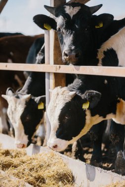 Çiftlikteki boğalar açık hava kabininde.