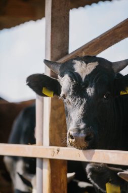 Çiftlikteki boğalar açık hava kabininde.