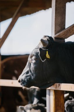 Çiftlikteki boğalar açık hava kabininde.