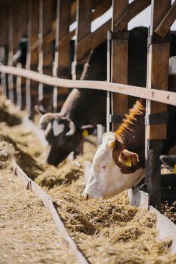 Tarım kavramı. Boğalar çiftlikte saman yerler..