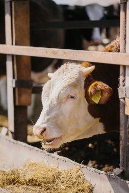 Çiftlikteki boğalar açık hava kabininde.