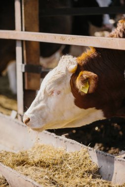 Çiftlikteki boğalar açık hava kabininde.
