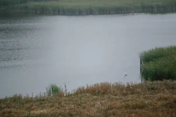 Bir gölet ve beyaz balıkçıl ile manzara