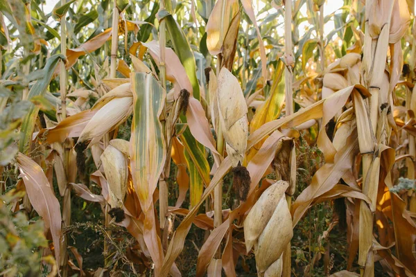 Zbiory Kukurydzy Polu Jesienią — Zdjęcie stockowe