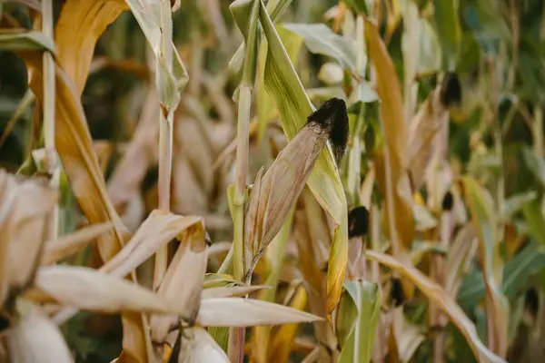 Corn Harvest Field Autumn — Stock Photo, Image
