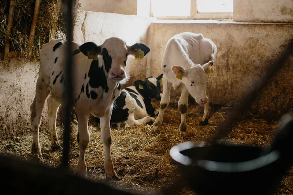 Süt çiftliğindeki ahırlardan dışarı bakan bir grup küçük inek. İnek ahırında buzağılar.