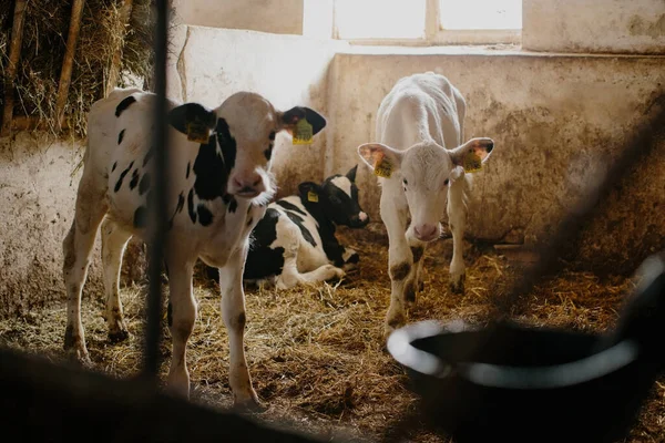 Süt çiftliğindeki ahırlardan dışarı bakan bir grup küçük inek. İnek ahırında buzağılar.