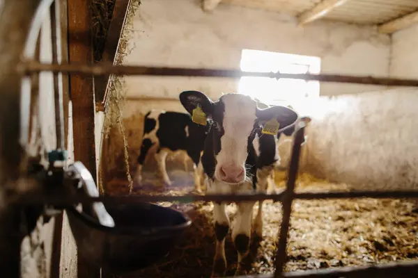 Süt çiftliğinde haftalık genç buzağılar.