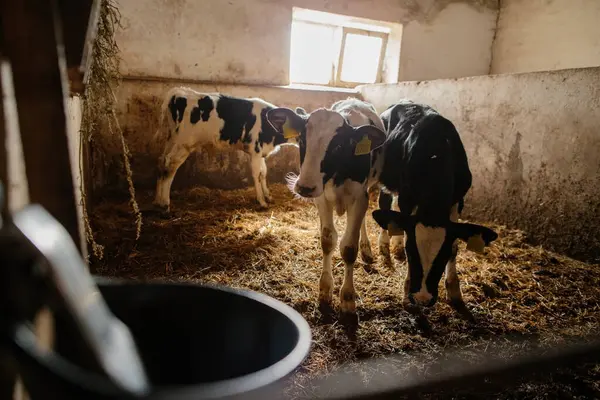 Süt çiftliğindeki ahırlardan dışarı bakan bir grup küçük inek. İnek ahırında buzağılar.