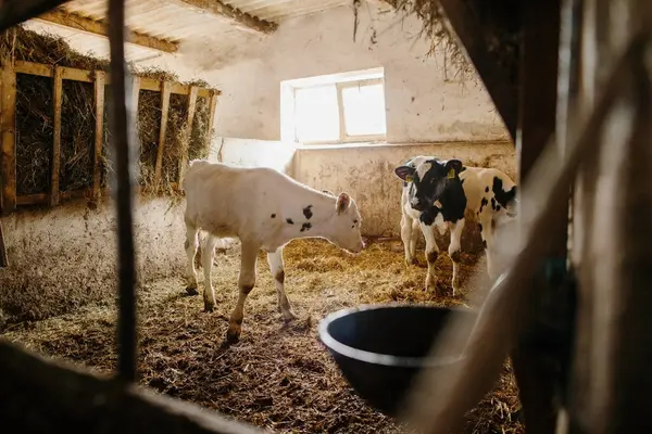 Süt çiftliğindeki ahırlardan dışarı bakan bir grup küçük inek. İnek ahırında buzağılar.