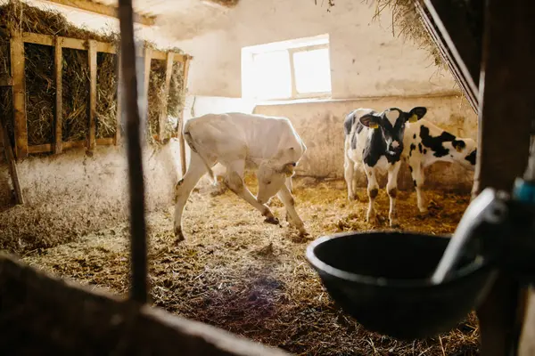 Süt çiftliğindeki ahırlardan dışarı bakan bir grup küçük inek. İnek ahırında buzağılar.