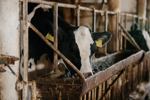 Süt ürünlerinde haftalık yavrular