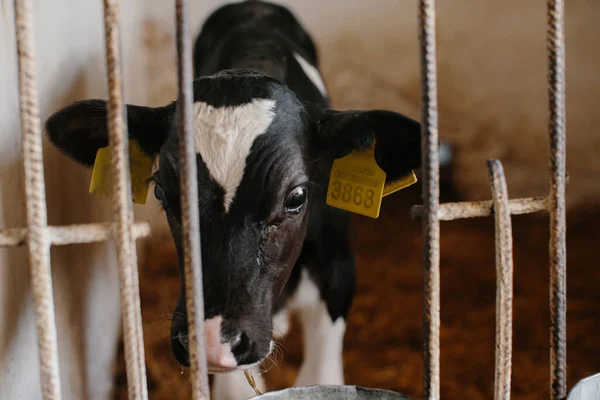 小牛棚里的小牛犊从奶牛场的圈子里向外张望 牛奶生产 — 图库照片